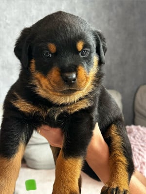 Les chiots de Rottweiler