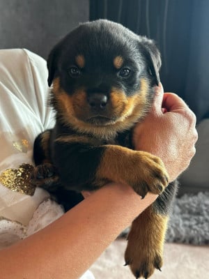 Les chiots de Rottweiler
