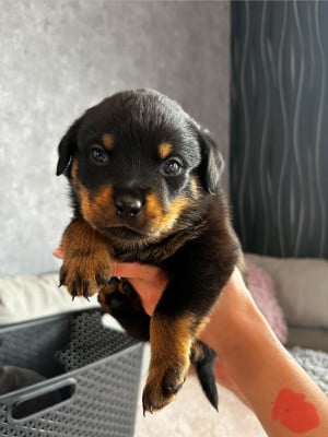 Les chiots de Rottweiler