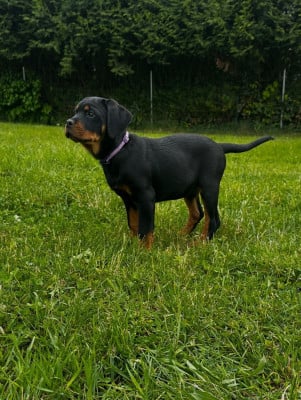 Les chiots de Rottweiler