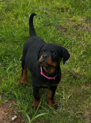 Les chiots de Rottweiler