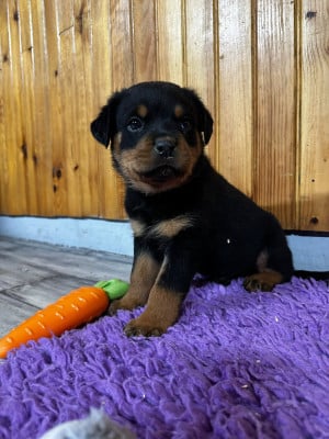 Les chiots de Rottweiler