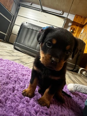 Les chiots de Rottweiler