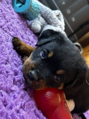 Les chiots de Rottweiler