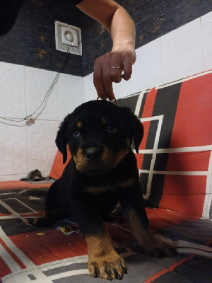Les chiots de Rottweiler