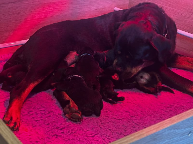Rottweiler - Du Valhalla Des Anges Noirs