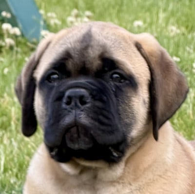 Bullmastiff