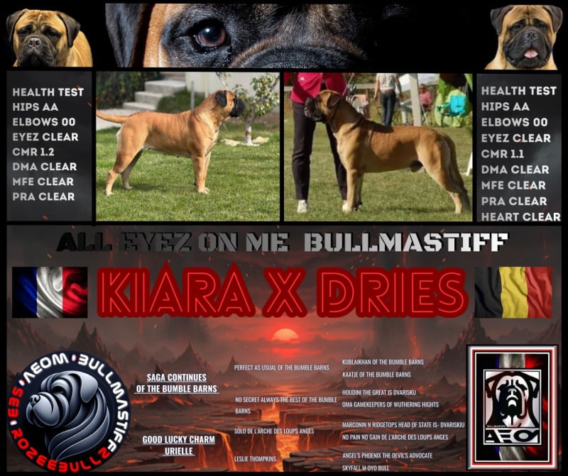 Bullmastiff - All Eyez On Me
