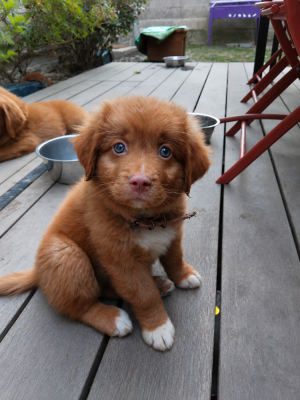 Les chiots de Retriever de la Nouvelle-Ecosse