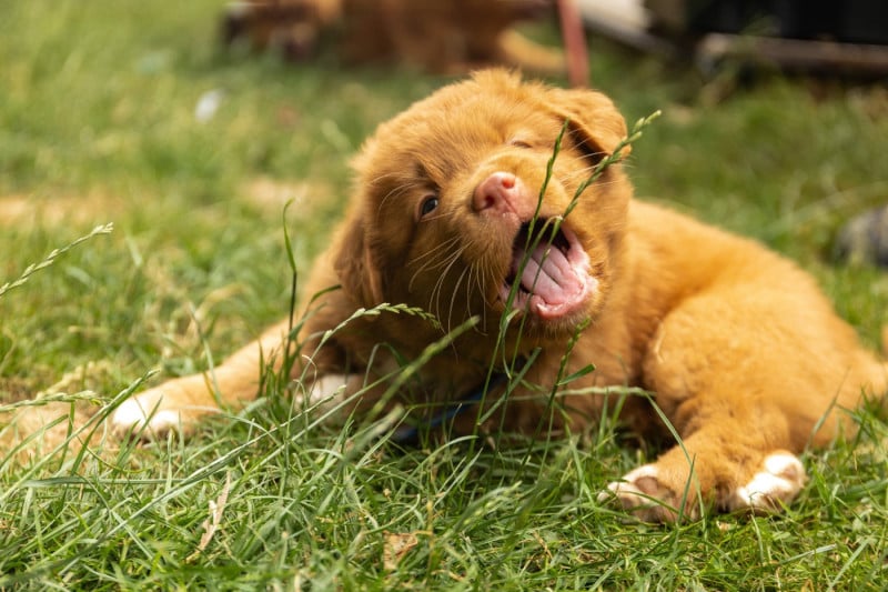 Retriever de la Nouvelle-Ecosse - Maison Hâpy