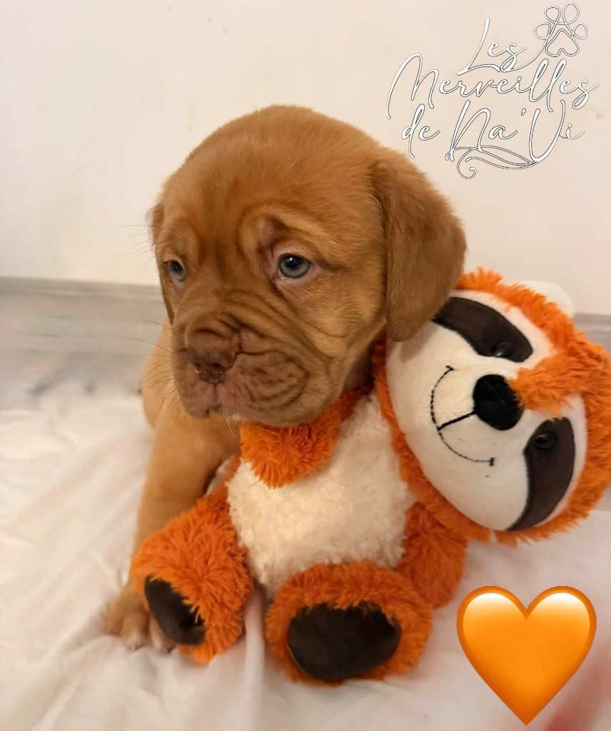 Chiot collier orange