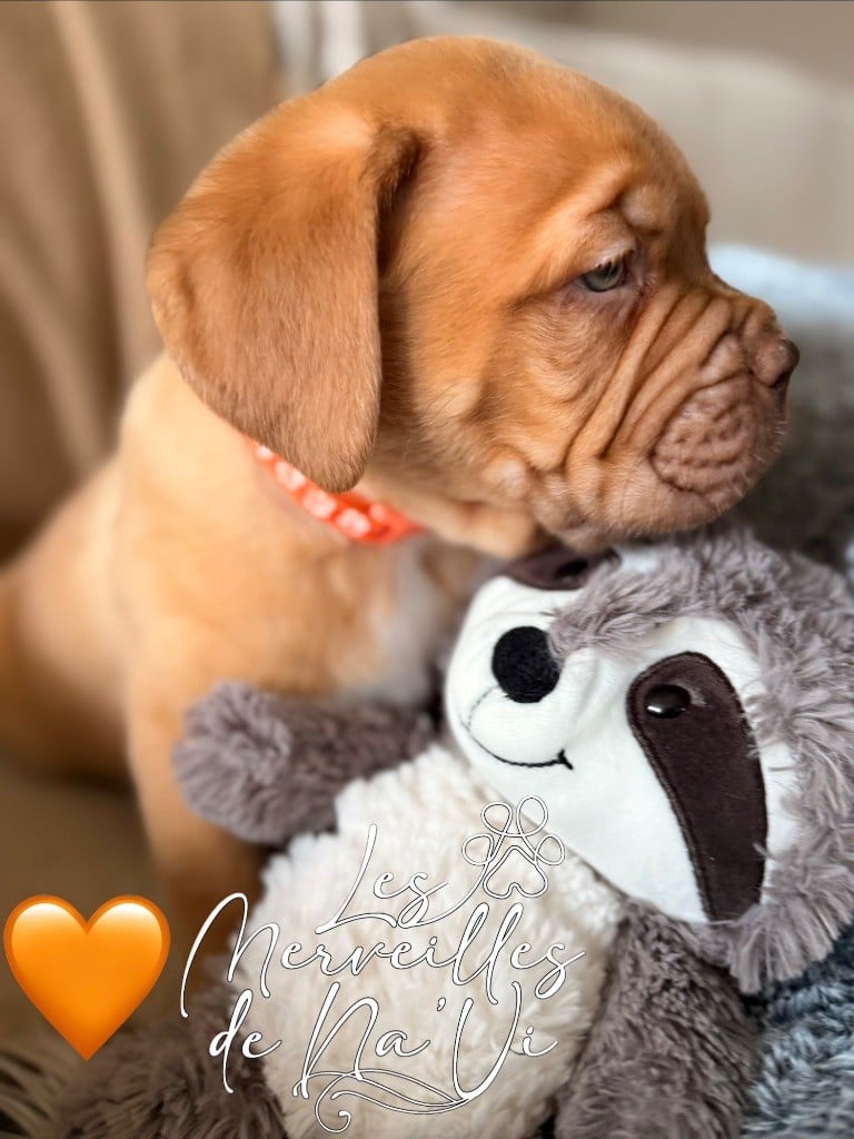 Chiot collier orange