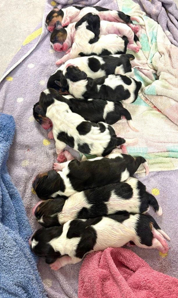 Basset Hound - La Tribu De Roma