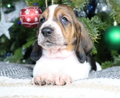 Les chiots de Basset Hound