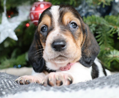 Les chiots de Basset Hound