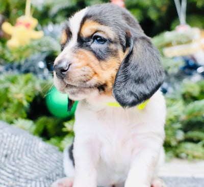Les chiots de Basset Hound