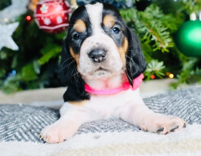 Les chiots de Basset Hound