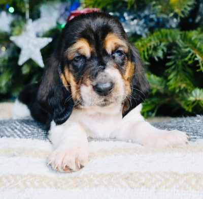 Les chiots de Basset Hound