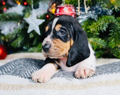 Les chiots de Basset Hound
