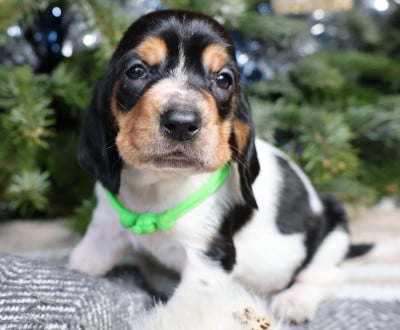 Les chiots de Basset Hound