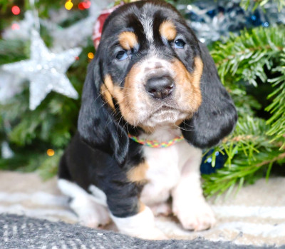 Les chiots de Basset Hound