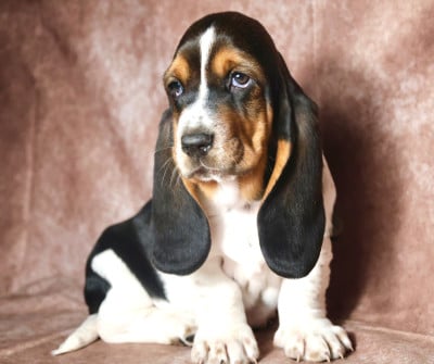 Les chiots de Basset Hound