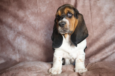 Les chiots de Basset Hound