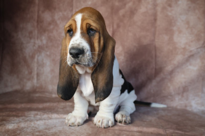 Les chiots de Basset Hound