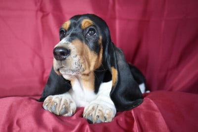 Les chiots de Basset Hound