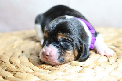 Les chiots de Basset Hound