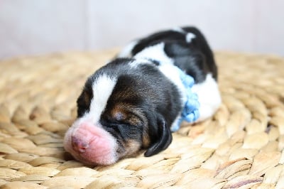 Les chiots de Basset Hound