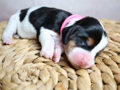 Les chiots de Basset Hound