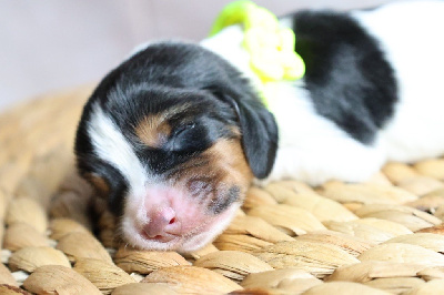 Les chiots de Basset Hound