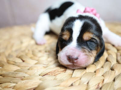 Les chiots de Basset Hound