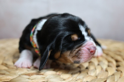 Les chiots de Basset Hound
