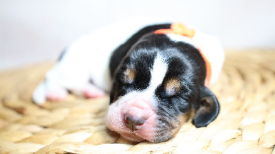 Les chiots de Basset Hound