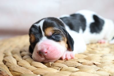 Les chiots de Basset Hound