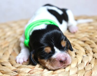 Les chiots de Basset Hound