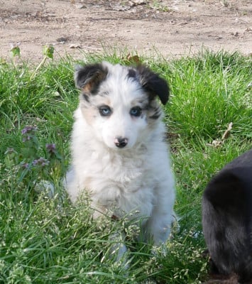 Les chiots de Border Collie