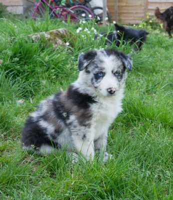 Les chiots de Border Collie