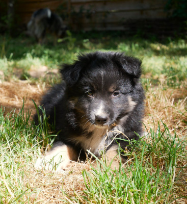 Les chiots de Berger Américain Miniature 