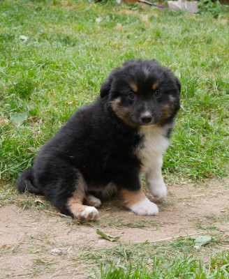 Les chiots de Berger Américain Miniature