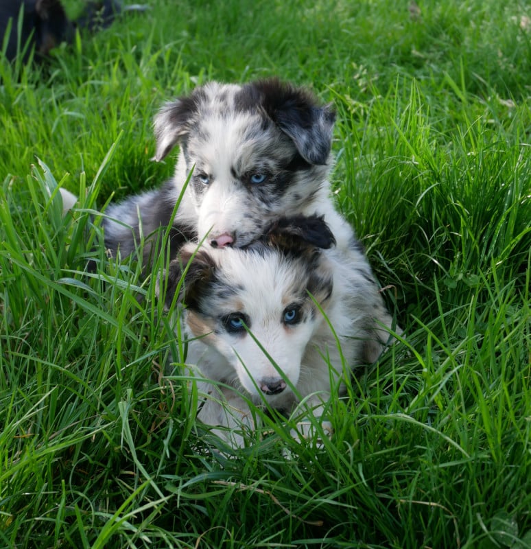 Border Collie - (Sans Affixe)