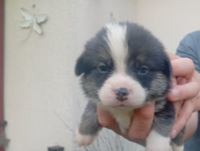 Les chiots de Welsh Corgi Pembroke