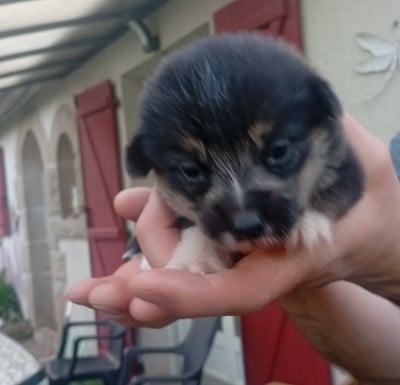 Les chiots de Welsh Corgi Pembroke