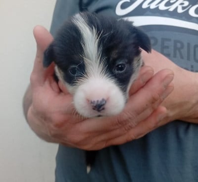 Les chiots de Welsh Corgi Pembroke