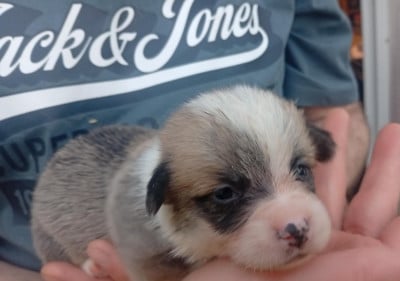 Les chiots de Welsh Corgi Pembroke