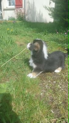 Les chiots de Welsh Corgi Pembroke
