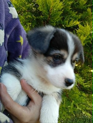 Les chiots de Welsh Corgi Pembroke