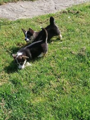 Les chiots de Welsh Corgi Pembroke